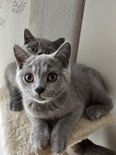 2 BKH Katze abgabebereit