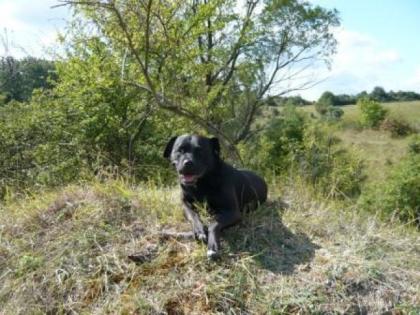 Stafford Terrier Hündin mit papieren