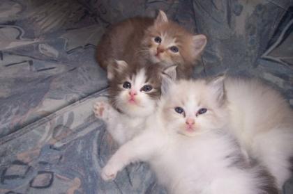 Verkaufe 3 Schöne Persermix Kitten