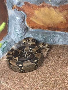 Boa Constrictor Imperator