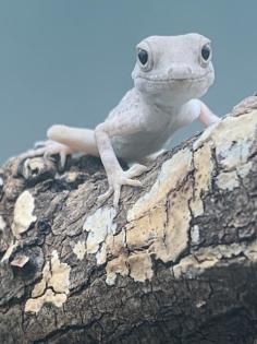 Pristurus carteri Dhofar Skorpionschwanzgeckos