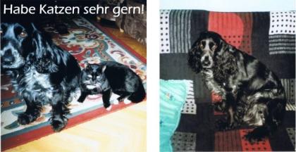Süsse Cocker-Spaniel sucht ein Zuhause