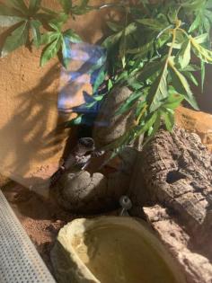 Leopardgecko