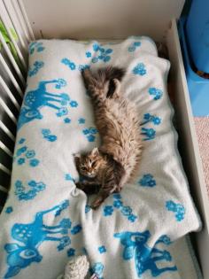 Deckkater Perser Edelmix