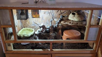 3 Pythons und vollständig eingerichtetes Terrarium