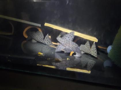 L-Welse, L264, Leporacanthicus joselimai