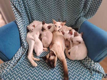Siamesen kitten kleinen Seelenträger