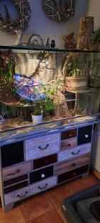 2 Kornnattern mit großem Terrarium