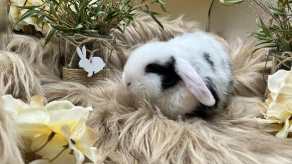 Minilop-Zwergwidder-Mini Lop-Zwergkaninchen-Tierversand möglich