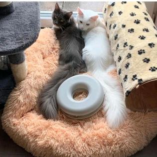 Maincoon Katzen