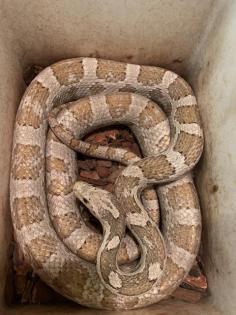 2 Kornnattern Pärchen inkl. großem Terrarium abzugeben