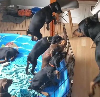 Dobermann Welpen - suchen ein neues Heim