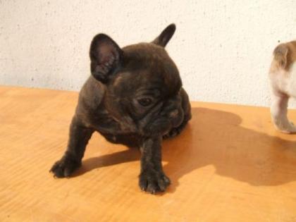 Französische bulldogge