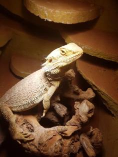 Bartagame män 6 Jahre