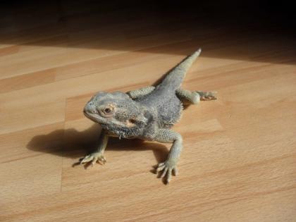 1. 0 Bartagame zu verschenken
