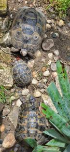 Maurische Landschildkröten