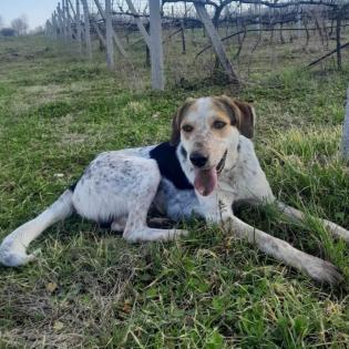 Rick / Status sucht ein Zuhause