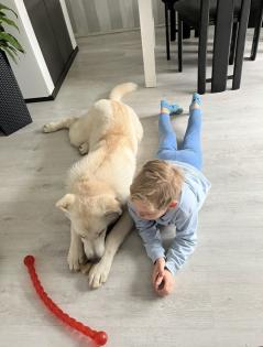 Pyrenäenberghund/ Schäferhund mix