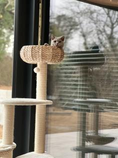 BKH Kater 5 Monate alt mit Kratzbaumm und Katzenklo