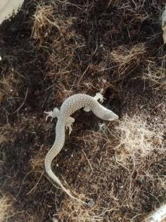 Stachelschwanzwaran / Varanus acanthurus