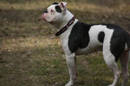 American Bulldog Welpen suchen Traumschloss