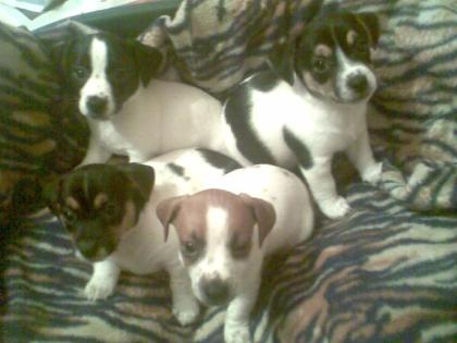 Jack-russell-welpen