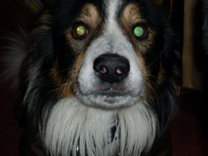 Liebevoller border collie sucht neues zuhause