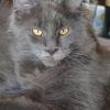 Reinrassige Maine Coon in blue und black