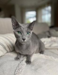 Russisch Blau Mix Kitten