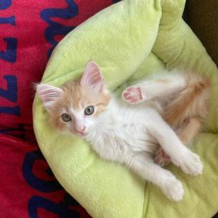 Maine-Coon-Kätzchen