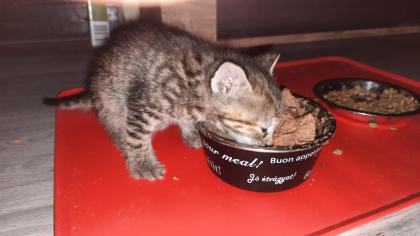 Kitten / Katzenbabys