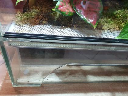 Phelsuma Klemmeri Taggeck mit Terrarium und Technik