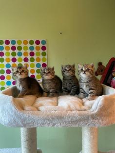 Reinrassige BKH Kitten 2 Katzen bereits reserviert