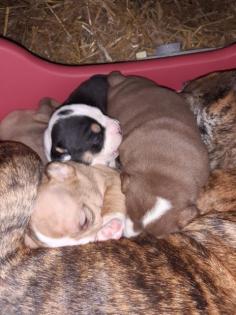 3 Old English Bulldog Welpen suchen bald neues Zuhause -
