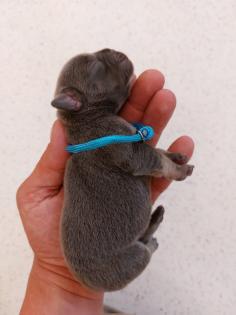 Welpen Französische Bulldoggen