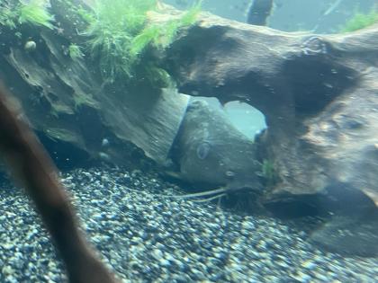 Diskusfische / Aquariumauflösung