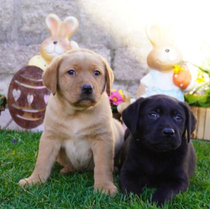Labrador Welpen in verschiedenen Farben abzugeben