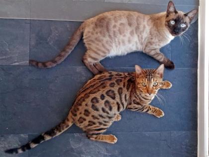 2 brilliante Bengal Kater abzugeben Brown Tabby Solid Snow Stammbaum