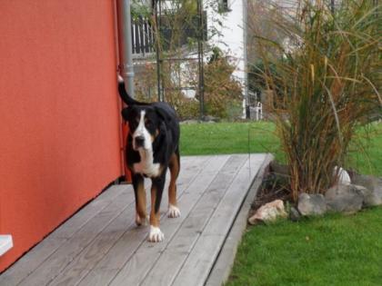 Großer Schweizer Sennenhundwelpen