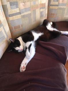 Katze vermisst