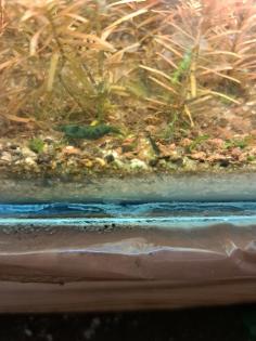 Neocaridina davidi Dark GreenJade Süßwasser Garnelen
