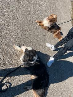 Brave Australian Shepherd Hündin