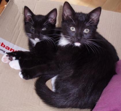 2 Katzenmädchen suchen neuen Dosenöffner