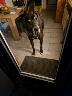 Deutsche dogge abzugeben aus privaten Gründen