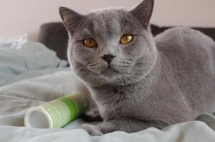 Bkh Deckkater