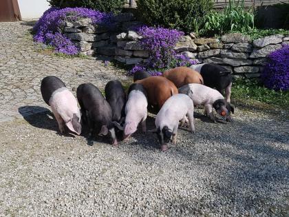 Ferkel Dreirassenkreuzung Schweine Schwäbisch-Hällisch, Duroc, Pit