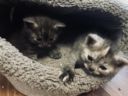 Noch 5 BKH/BLH Mix Kitten