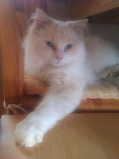 Wunderhübscher Ragdoll