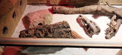 Großes Terrarium incl Leopardgecko