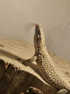Stachelschwanz Waran Yellow Ackie